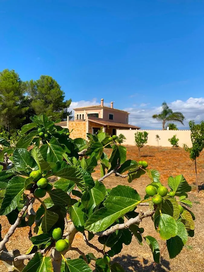 Finca Son Amal Algaida  0*, Algaida (Mallorca)